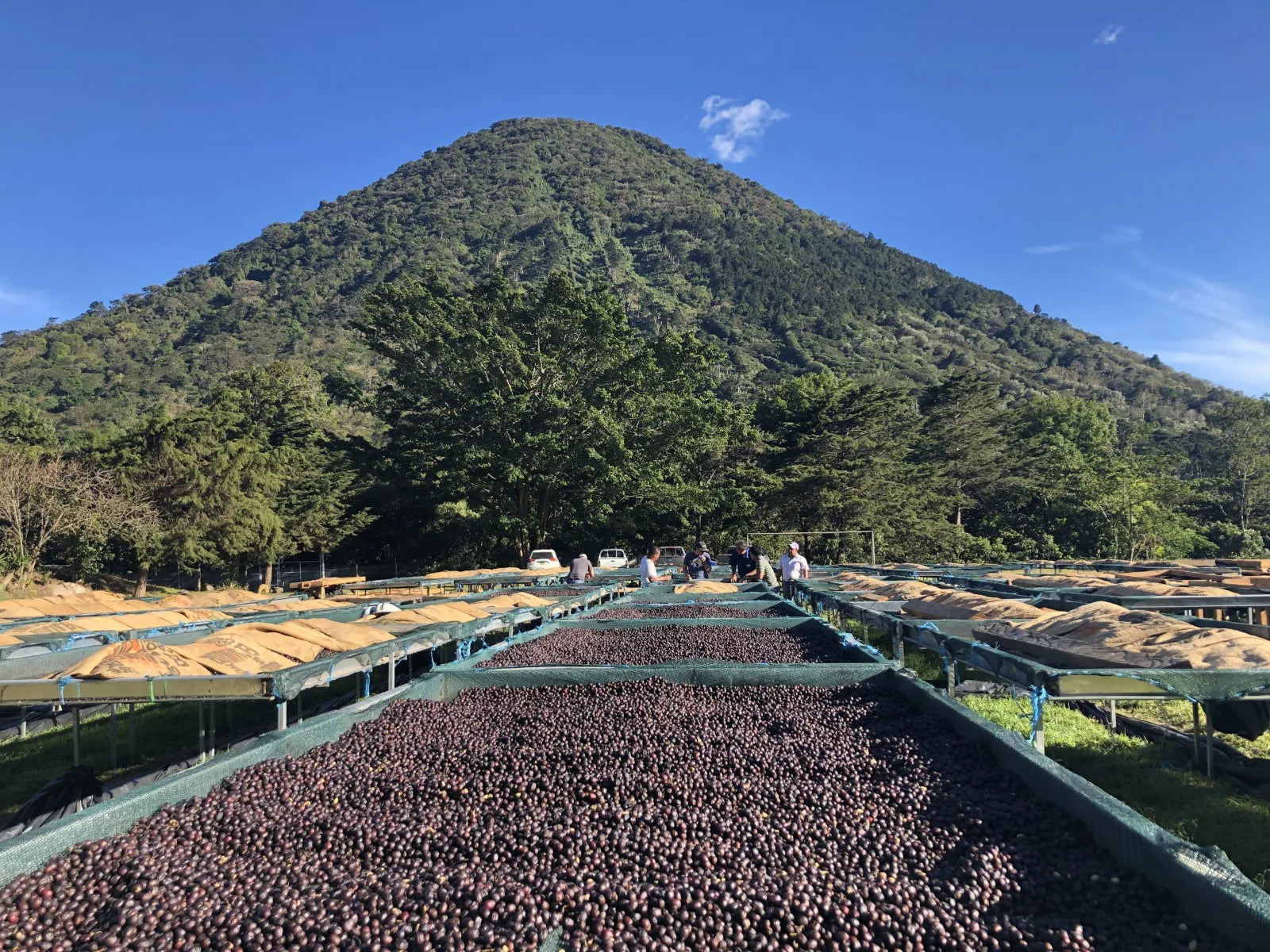 Decaf Coffee Production